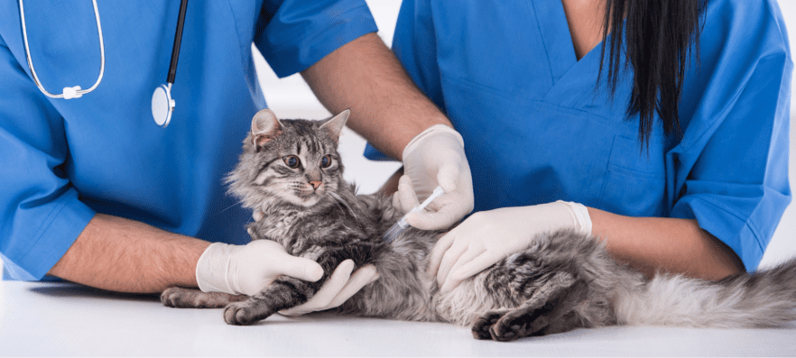 two veterinary nurses visiting a gray cat 